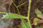 Michaux's saxifrage